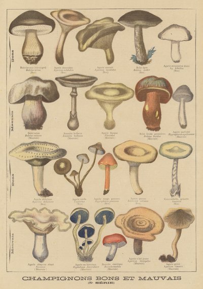 Edible and poisonous mushrooms by French School